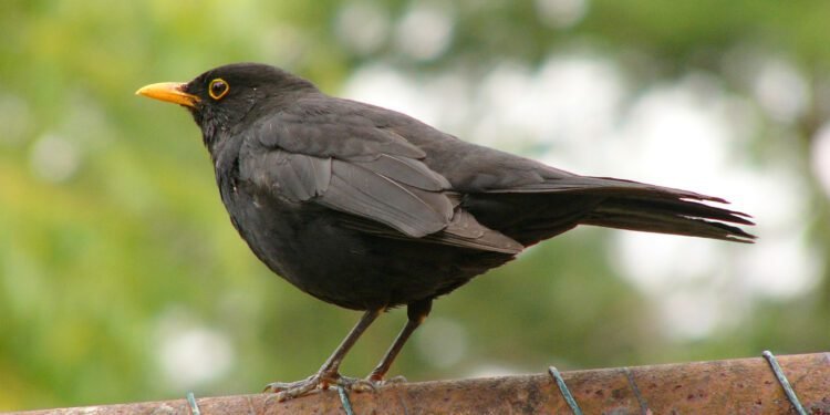 Skrivnost iz Altgutenberga in kos iz jate golobov